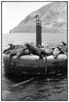 https://ed-templeton.com/files/gimgs/th-150_Sea Lions on Bouy quarry Catalina.jpg